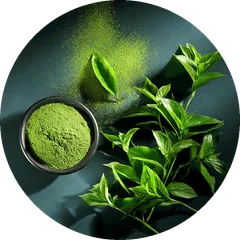 Zöld tea kivonat